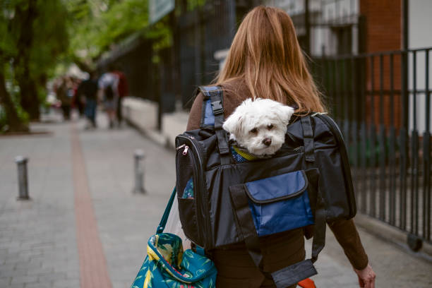 Essentials to take with you when travelling with your dog