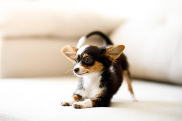 How to train your Chihuahua to be Calmer