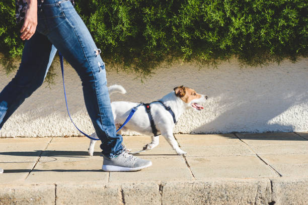 How to set up a dog walking business​