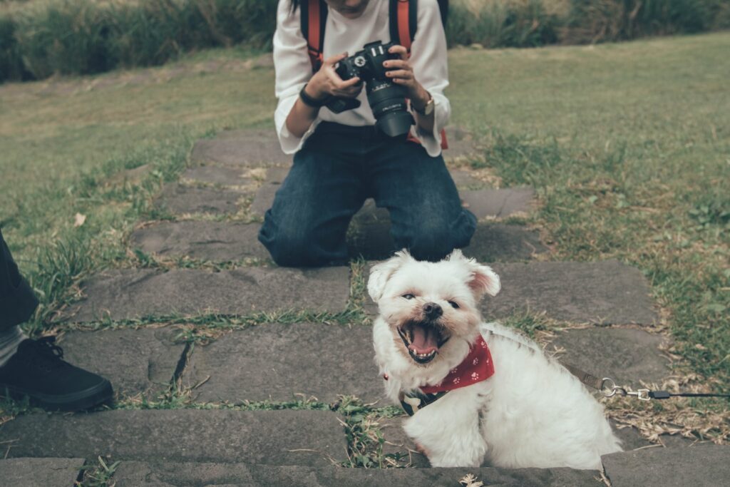 Top and Easy Pet Photography Tips