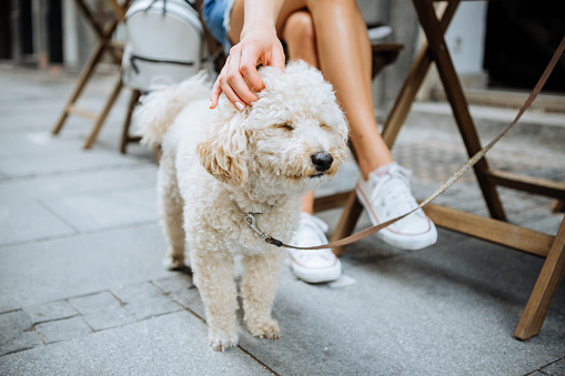 Puppuccino