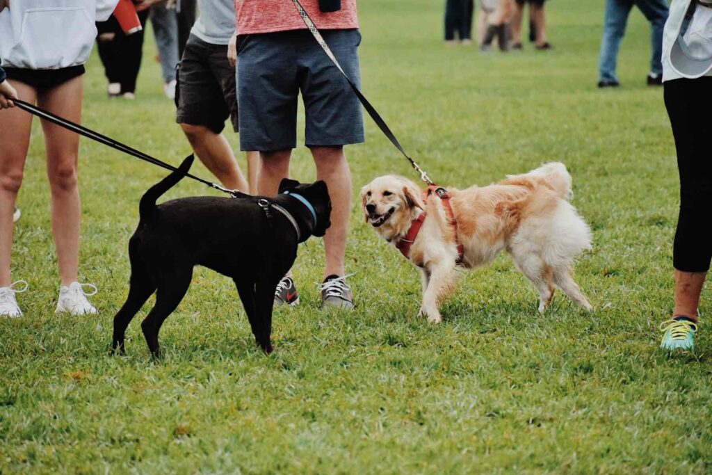 Tuggerah Dog Park