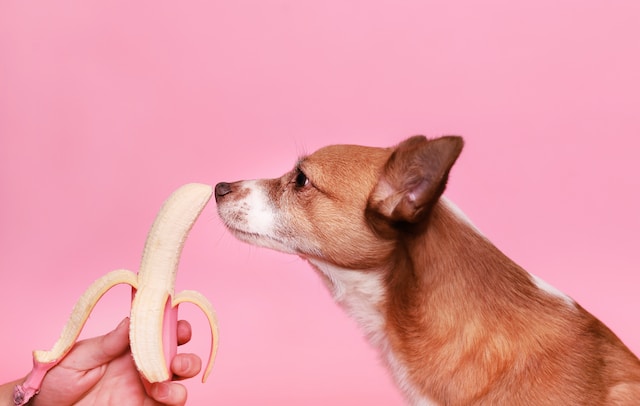 dog can eat banana