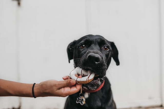 Dangerous Food for Dogs