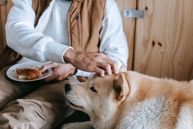 Can Dogs eat Apples