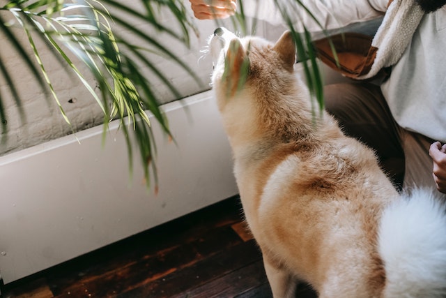 Can dogs eat watermelon