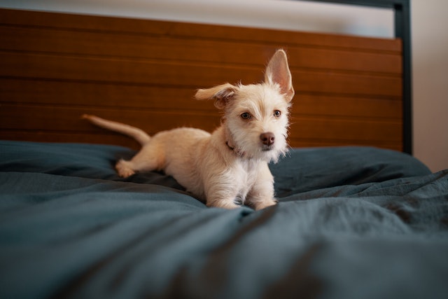 Is it OK for dogs to sleep on your bed