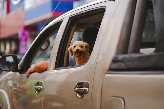 How to calm your dog down from car anxiety