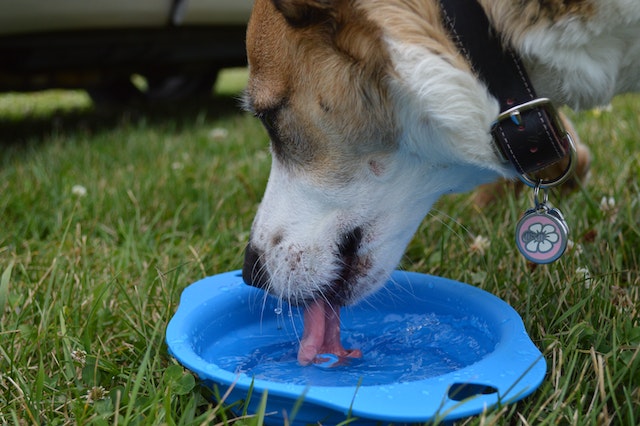 What to do if your dog is not drinking water