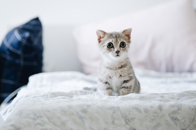 Best Tips for Taking Care of Your Cat