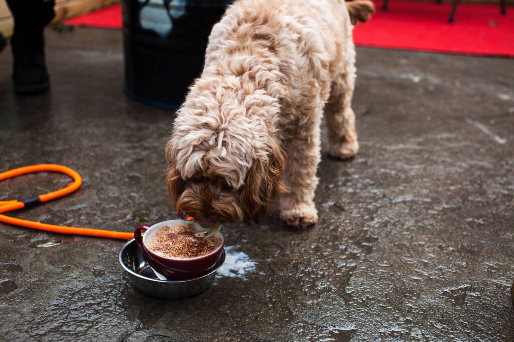 Doghouse Dog Cafe