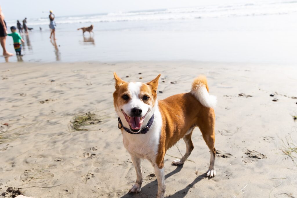 find dog beaches and dog parks with puppydoggies