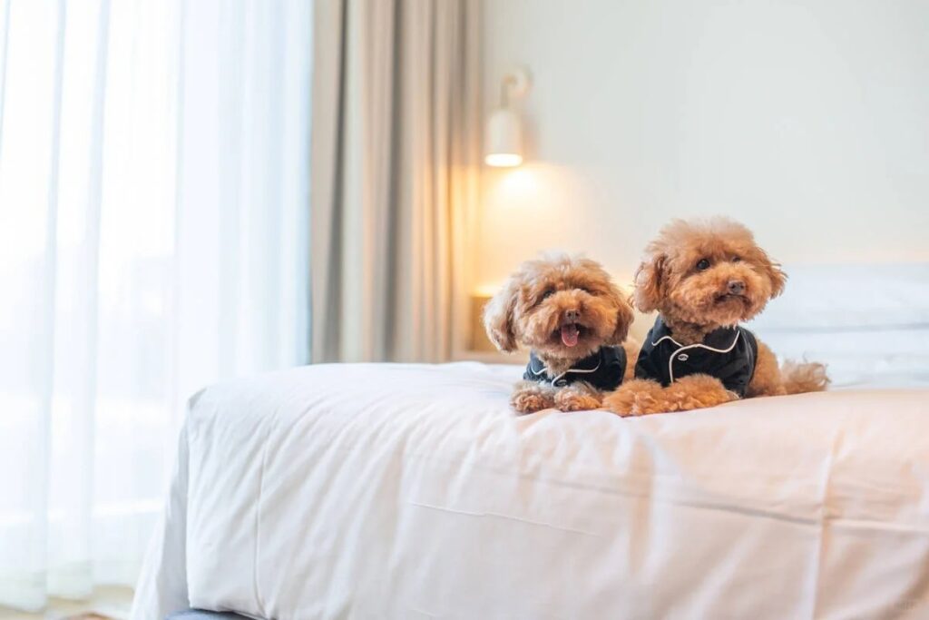 Travel with Pets! 8 Pet-Friendly Hotels in Melbourne