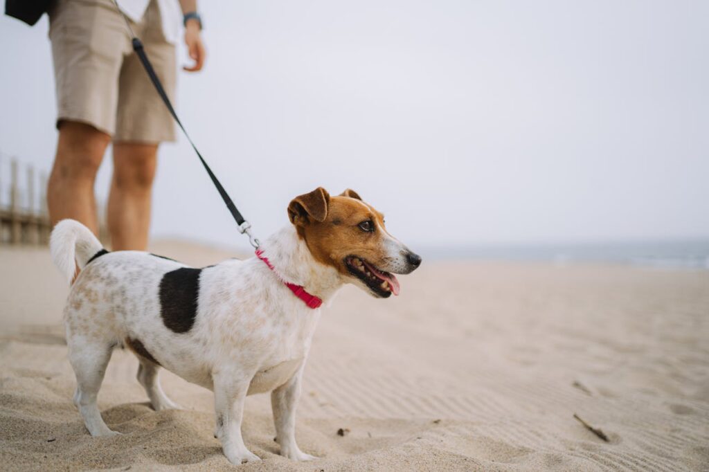 Dog-Friendly Beach Park Near Dee Why