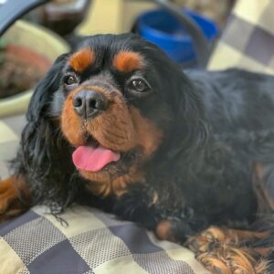 Purebred Cavalier King Charles Spaniel Available for Stud